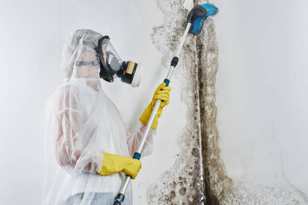 Best Office Mold Removal Services  in Wisr, NE
