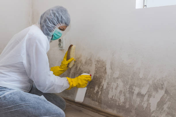 Best Toxic Mold Removal  in Wisr, NE