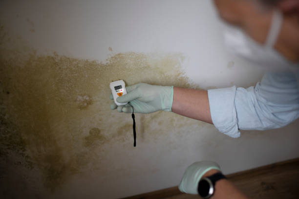 Best Professional Mold Removal  in Wisr, NE