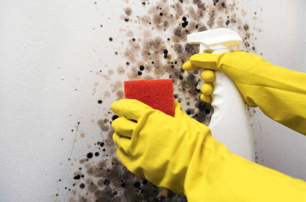 Best Commercial Mold Removal  in Wisr, NE
