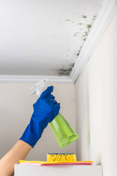 Professional Mold Removal in Wisner, NE