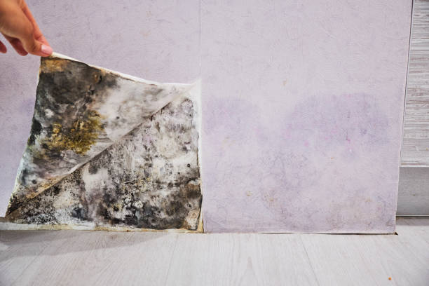 Best Mold Cleaning Services  in Wisr, NE